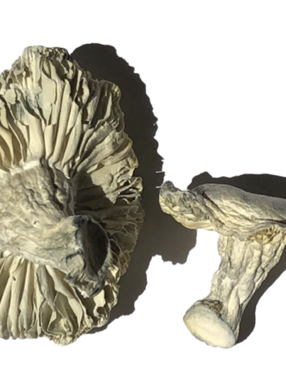 Buy Phobos Magic Mushrooms